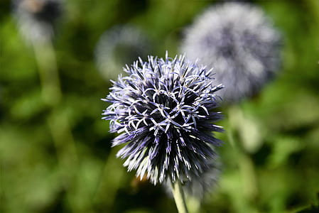 selective focus photo of purple globe thistles thumbnail