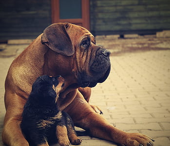 adult brown French mastiff and black and tan German shepherd puppy on grey concrete pavement during daytime thumbnail
