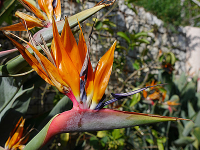 Strelizie, Bird Of Paradise Flower thumbnail