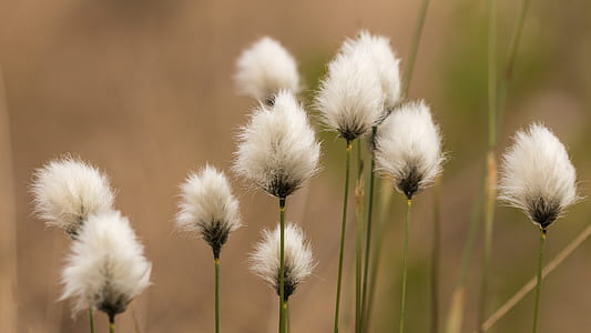 nature, flowers, grass, plant thumbnail