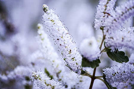 Clusters of pretty, small white flowers thumbnail