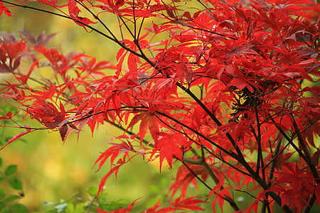closeup photo of maple tree thumbnail