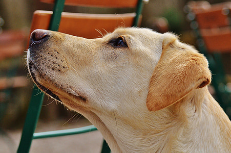 adult yellow Labrador retriever thumbnail