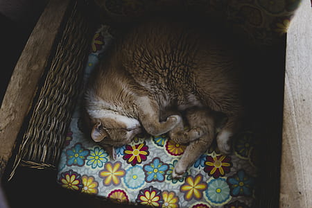 tabby cat sleeping on bed thumbnail
