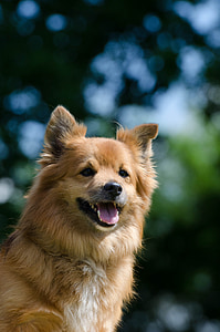 long-coated tan dog thumbnail