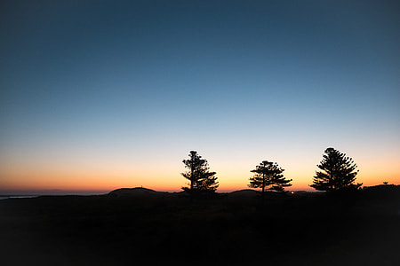 silhouette of three trees thumbnail