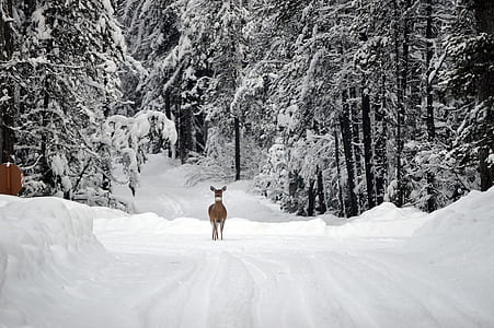 deer in forest duringwinter season thumbnail