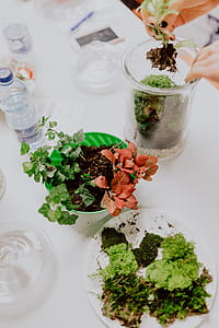 Building Rainforest Terrarium in a Jar thumbnail