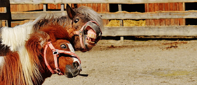 two brown-and-white horses near cage thumbnail
