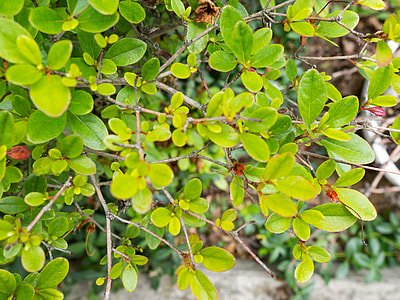 green plants thumbnail