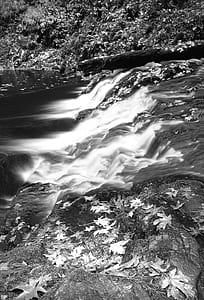 Grayscale Photography of Falling Leaves Near Running Water thumbnail