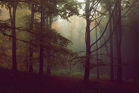 trees covered with white smoke at daytime thumbnail