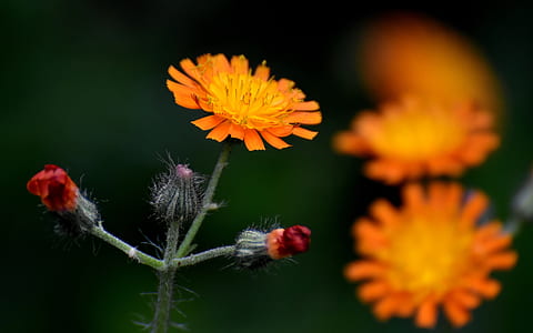 shallow focus photography of orange petal flower thumbnail