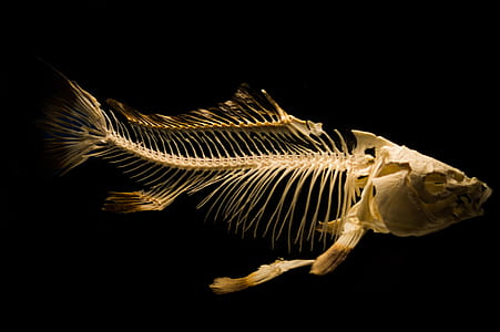 fish, museum, skeleton, fish bones thumbnail