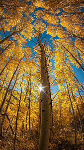 worm's eye view of tree photo thumbnail