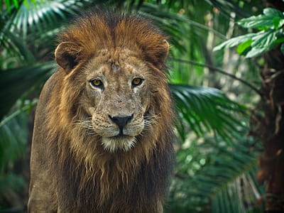 Close-Up Photo of Lion thumbnail