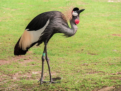 selective focus photo of gray-crowned crane bird standing on green grass field thumbnail