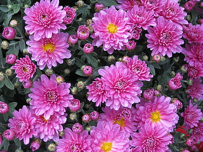 pink flowers thumbnail
