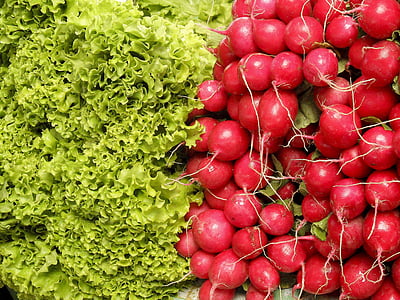 radishes and lettuces thumbnail