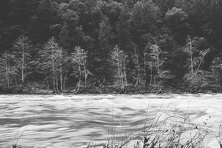 grayscale photography of bare trees beside body of water thumbnail