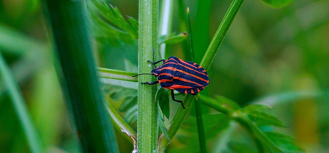 black and orange striped stink bug perching on green lead in selective-focus photography thumbnail