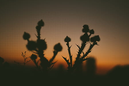 selective focus photography of cactus thumbnail