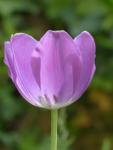 macro photography of purple tulip flower thumbnail
