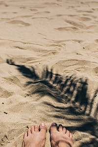 Palm leaf and shadow thumbnail