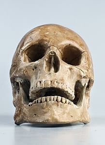 brown human skull thumbnail