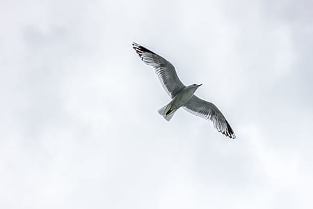 greyscale photo of bird flying on midair thumbnail