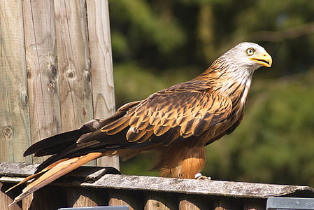 brown bald eagle on bar thumbnail