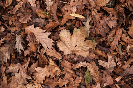 nature, dry, leaves, ground thumbnail
