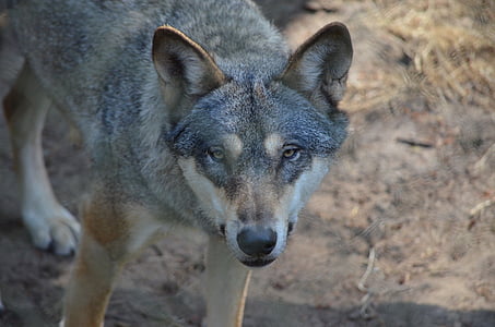brown wolf standing on brown soil thumbnail