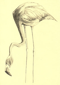 flamingo sketch thumbnail