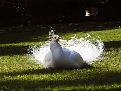 white turkey on green grass field thumbnail