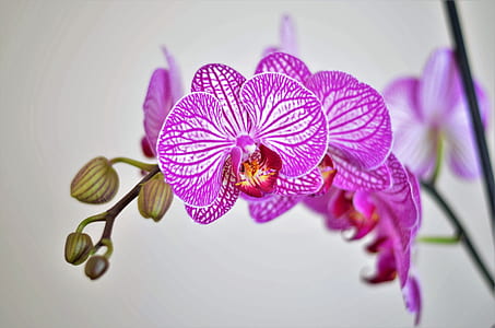 nature, flowers, petals, plant thumbnail