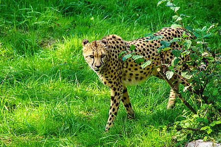 cheetah walking on green lawn thumbnail
