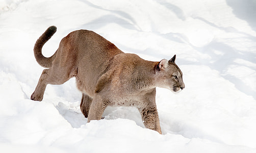 brown Cougar walking on snow thumbnail
