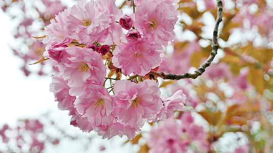 selective focus photography of pink petaled flower thumbnail