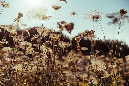 Wildflowers Photo thumbnail