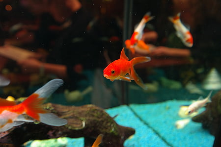 koi fish inside the water tank in selective focus photography thumbnail