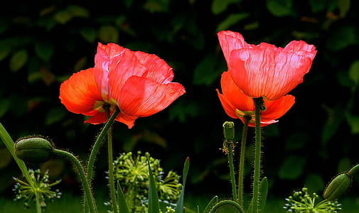 pink petaled flowers during daytime thumbnail