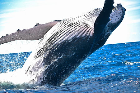 black and white sperm whale thumbnail