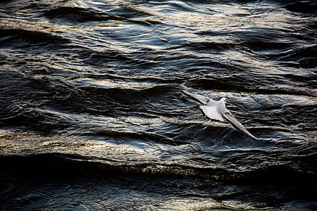 bird flying on top of body of water thumbnail