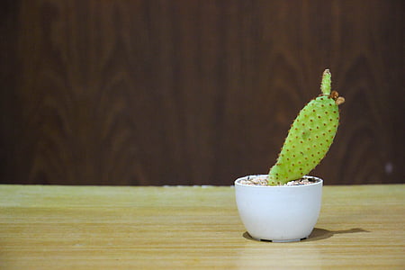 green cactus plant in bowl thumbnail