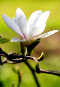 white petaled flower thumbnail