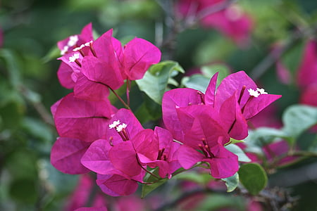 selective focus photography of pink bougainvillea flowers thumbnail
