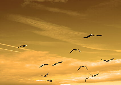 flock of birds in flight thumbnail