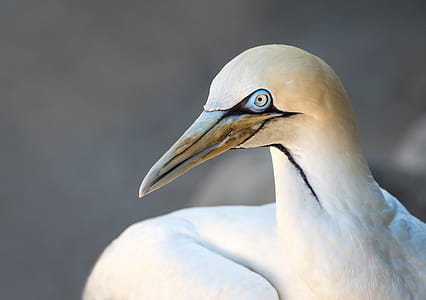 closeup photography of white bird thumbnail