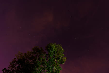 green trees during night time with red sky thumbnail